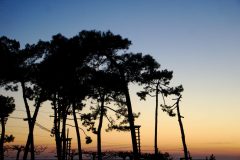Tree-climbing-trees-over-the-sunset-scaled